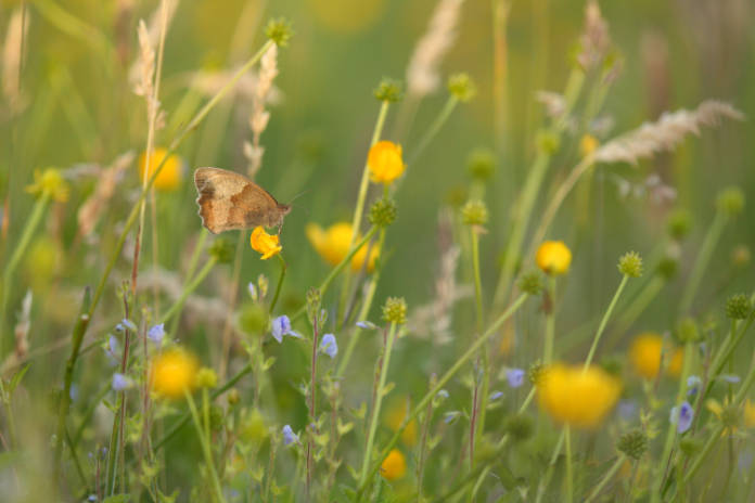 How to plant a butterfly garden guide - meadow brown