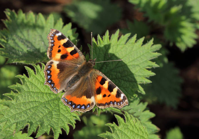 Small tortoiseshell butterfly numbers are decreasing (Mark Searle/Butterfly Conservation/PA)