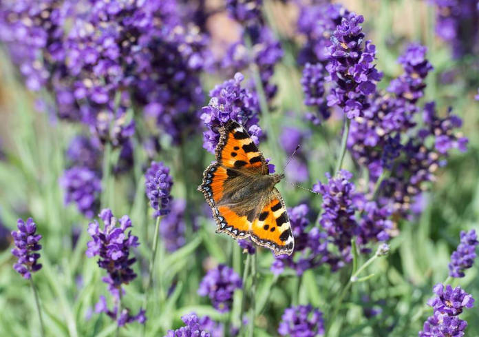 Small tortoiseshell butterfly on lavender (Stephen Patterson/PA)