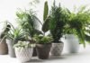 Plant therapy various beautiful green plants in pots on white