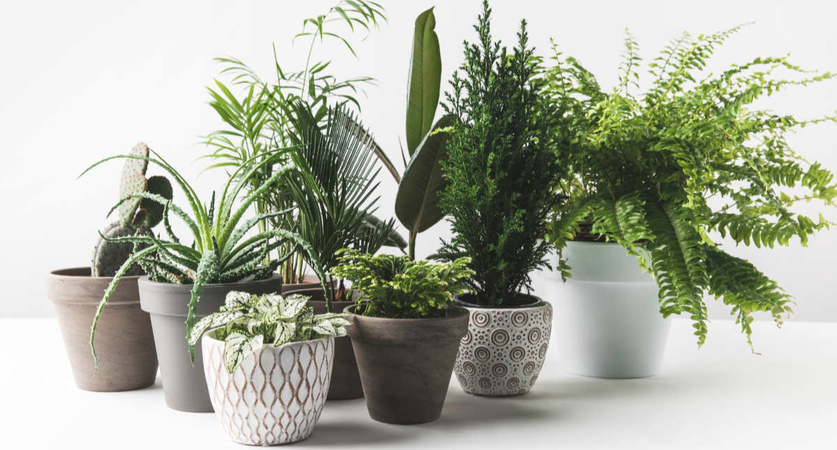 5 Houseplants With Calming And Air Purifying Health Benefits,Two Bedroom Small 2 Bedroom Apartment Design