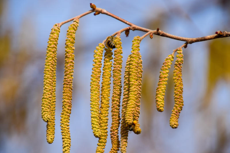 Avoid trees with catkins (Thinkstock/PA)