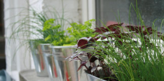 Vegetable fruit and herb growing in small spaces guide