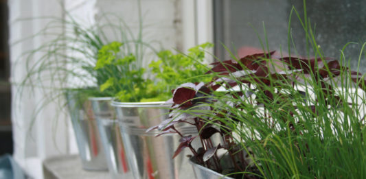 Vegetable fruit and herb growing in small spaces guide