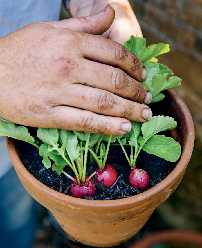 Make successional plantings of radishes which grow quickly (Sarah Cuttle/PA)