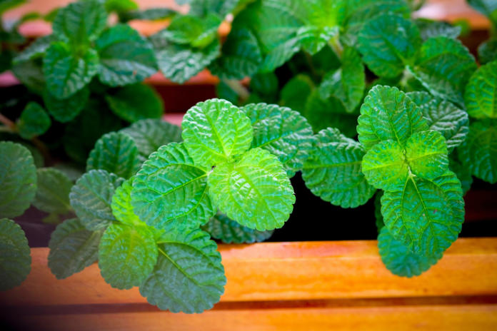 Mint will grow in shade (iStock/PA)
