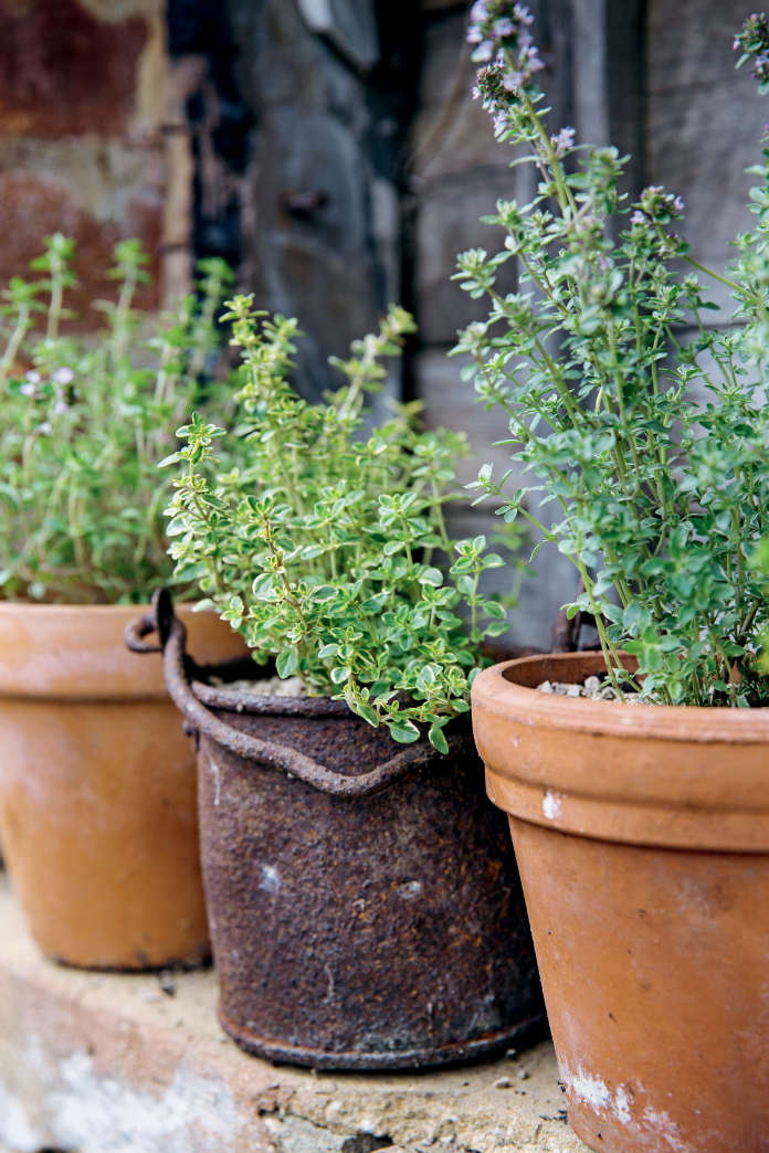 Shallow-rooted plants like thyme will grow in a small space (Sarah Cuttle/PA)