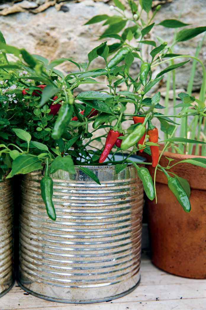 Red chillies brighten up a small space (Sarah Cuttle/PA)