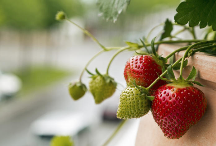Enjoy strawberries from your balcony (iStock/PA)