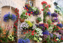 Watering hanging baskets - expert how-to guide