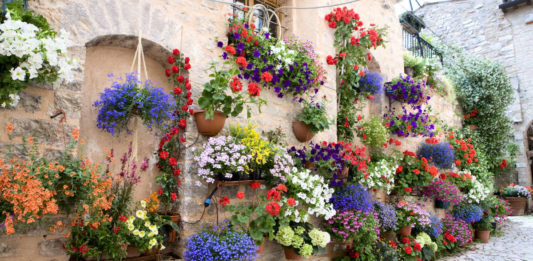 Watering hanging baskets - expert how-to guide