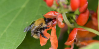 A bee pollinates a runner bean
