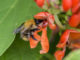 A bee pollinates a runner bean