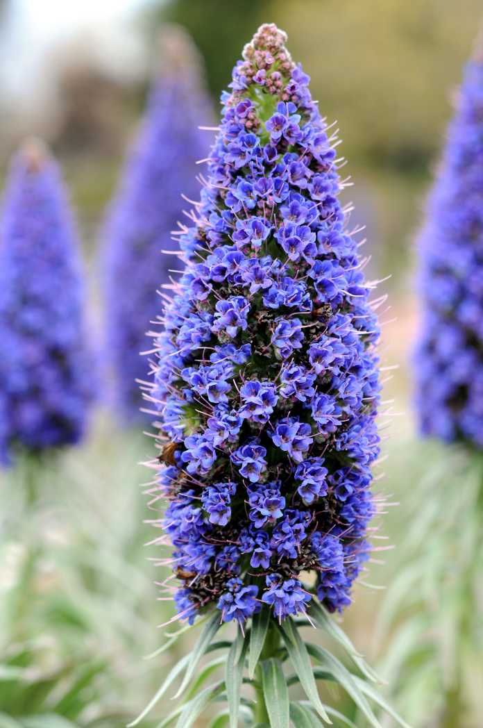 Echium will need to be sheltered in winter (iStock/PA)