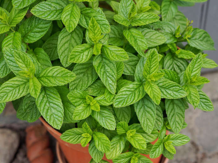 Grow mint in a pot to stop it invading an area (iStock/PA)