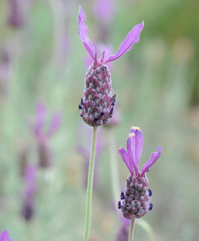 French lavender produces interesting blooms (Tony Hall/PA)