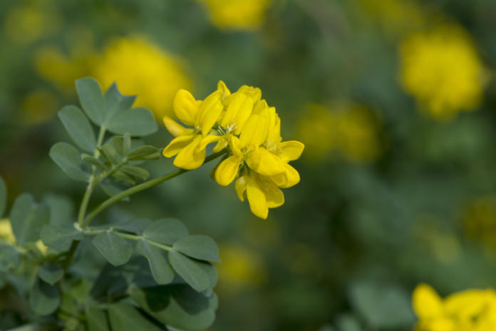 Drought tolerant plants such as Scorpion vetch produces cheery yellow flowers (iStock/PA)