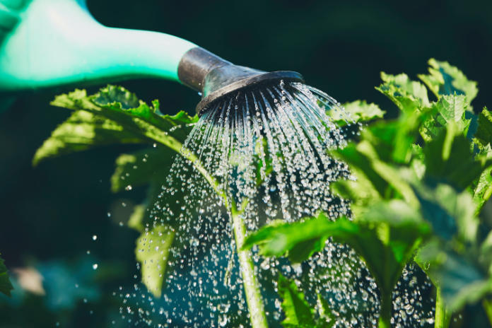 Water plants until they are established (iStock/PA)
