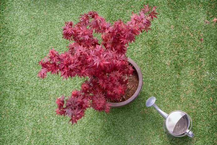 Trees such as Acer palmatum could be grown in pots