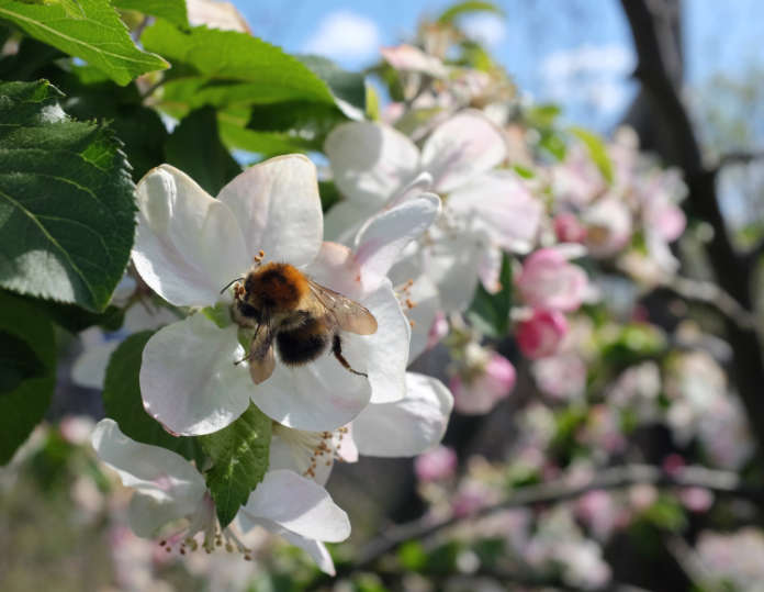 Bees pollinate apple blossom (iStock/PA)
