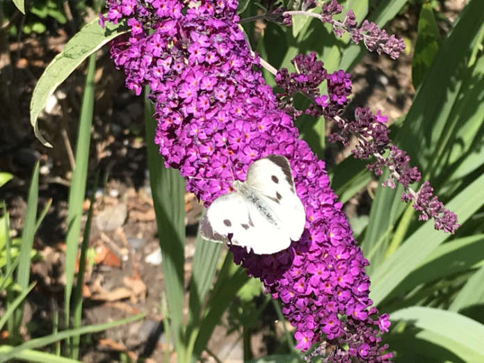 Buddleias attract butterflies (Hannah Stephenson/PA)