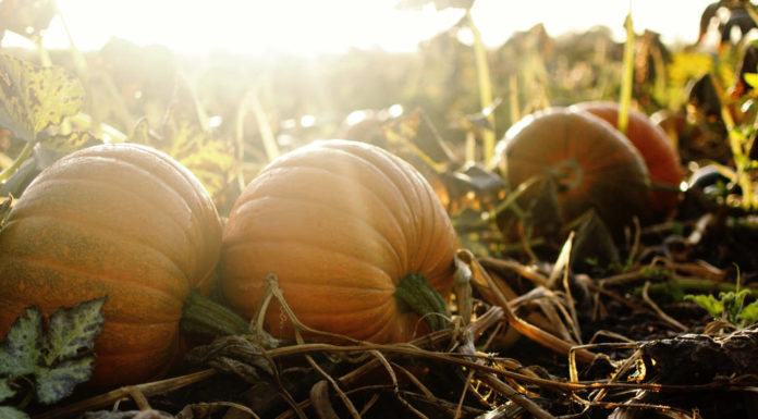 How to grow pumpkins and when to plant pumpkin seeds guide