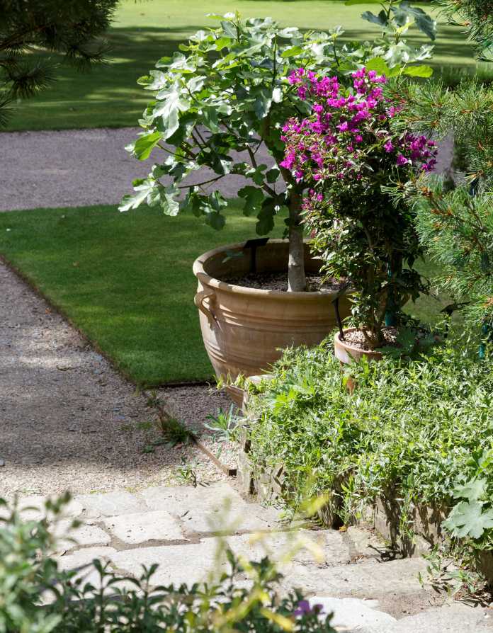 Use plants like bougainvillea and fig in pots