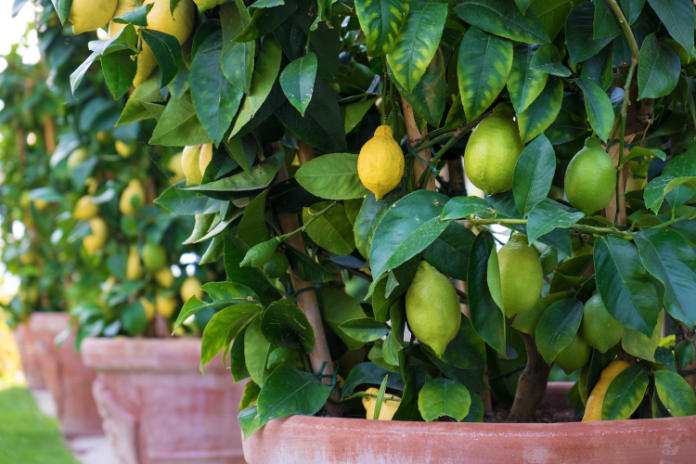 Consider citrus if you have room to house it in winter 