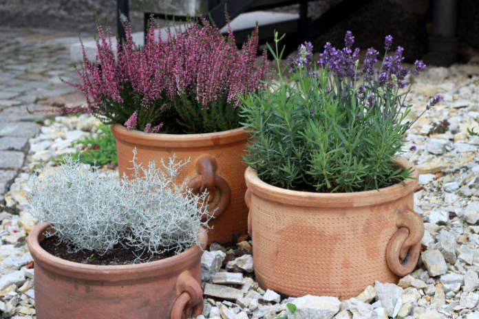 Plunge pots into gravel to encourage them to root