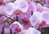 Orchid care