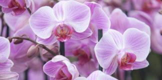 Orchid care