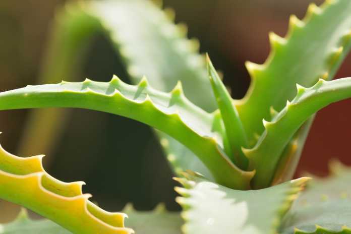 Aloe could give a burglar a prickly surprise (Thinkstock/PA)