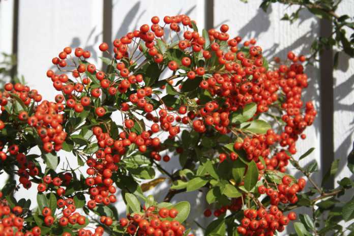 Prickly pyracantha should deter thieves (Thinkstock/PA)