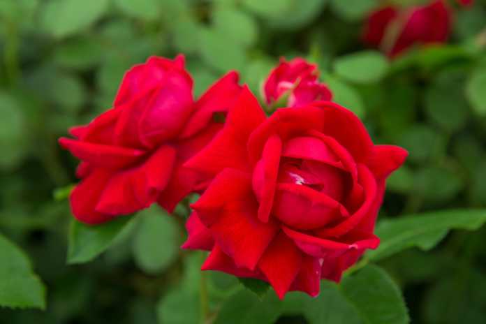 Use roses in your burglar-busting design (Sarah Cuttle/RHS/PA)