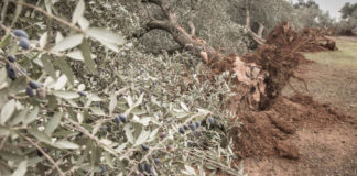 Olive trees devastated by Xylella fastidiosa (Thinkstock/PA)
