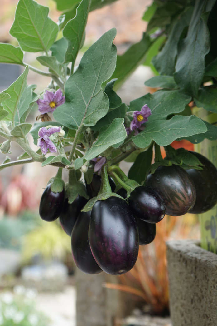 Harris recommends growing ‘Baby Rosanna’ aubergine in a pot (Tom Harris/PA)