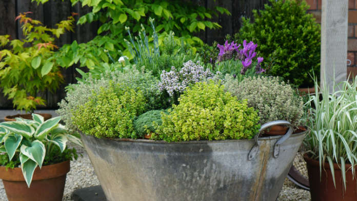 Arrange herbs by placing individual pots in a larger one (Tom Harris/PA)