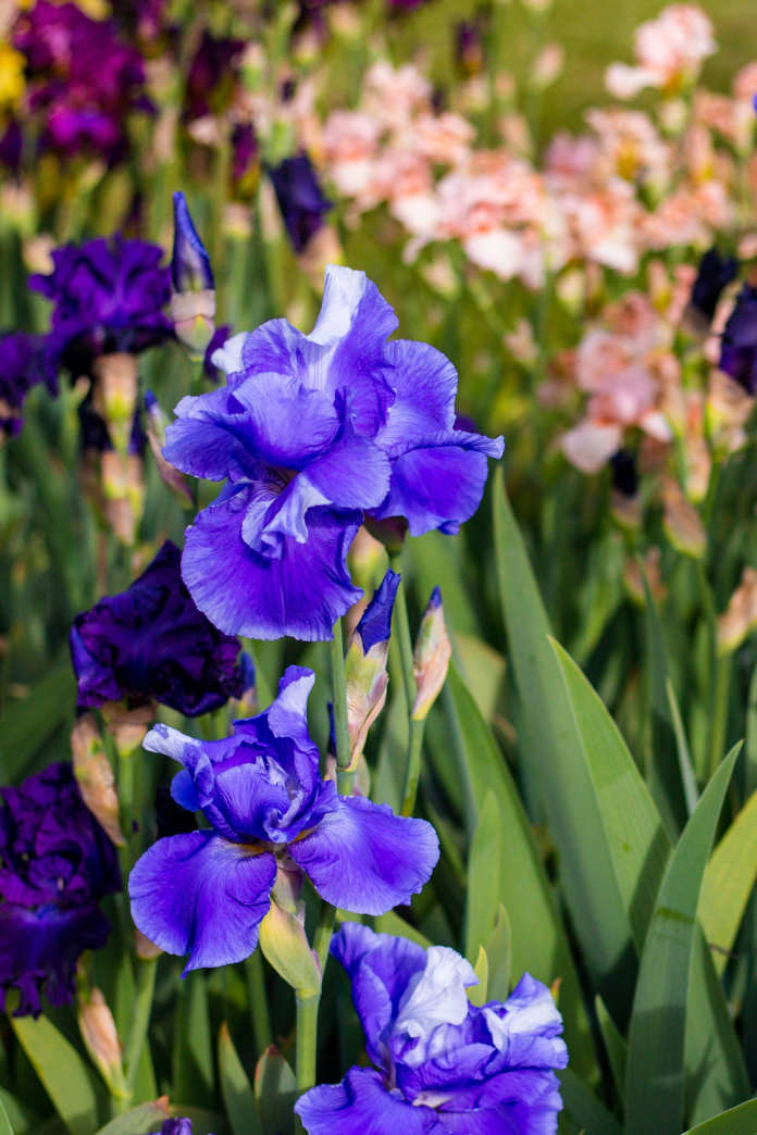Blooming  flowers of iris.