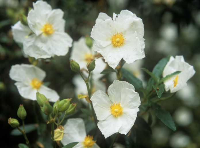 Rock roses are great for sunny spots 
