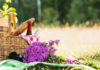 Pick up these picnic wines and tipples (iStock/PA)