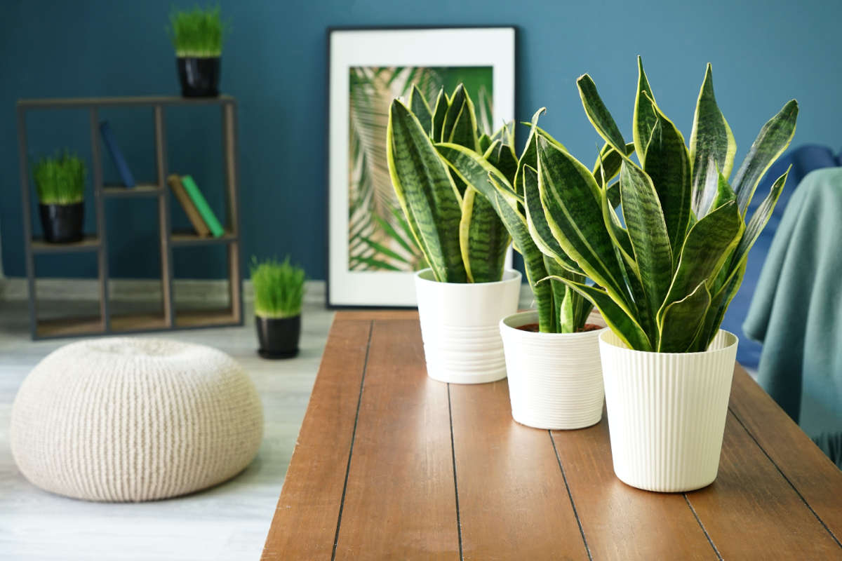 The 20 most popular houseplants and how to care for them – Wise ...