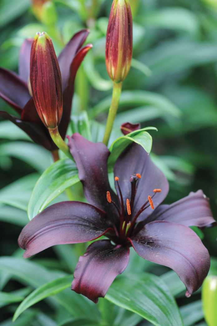 Black lilies can add a touch of glamour 