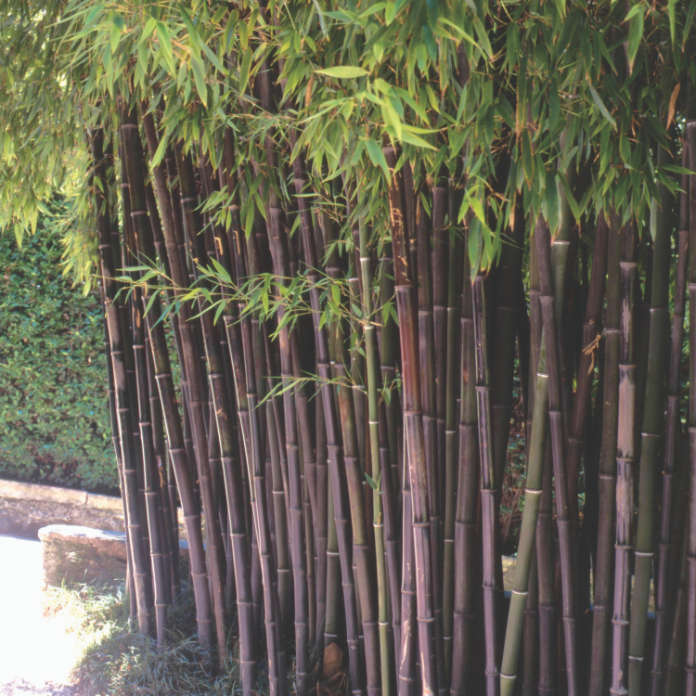 The bamboo Phyllostachys nigra is a great dark-stemmed choice.