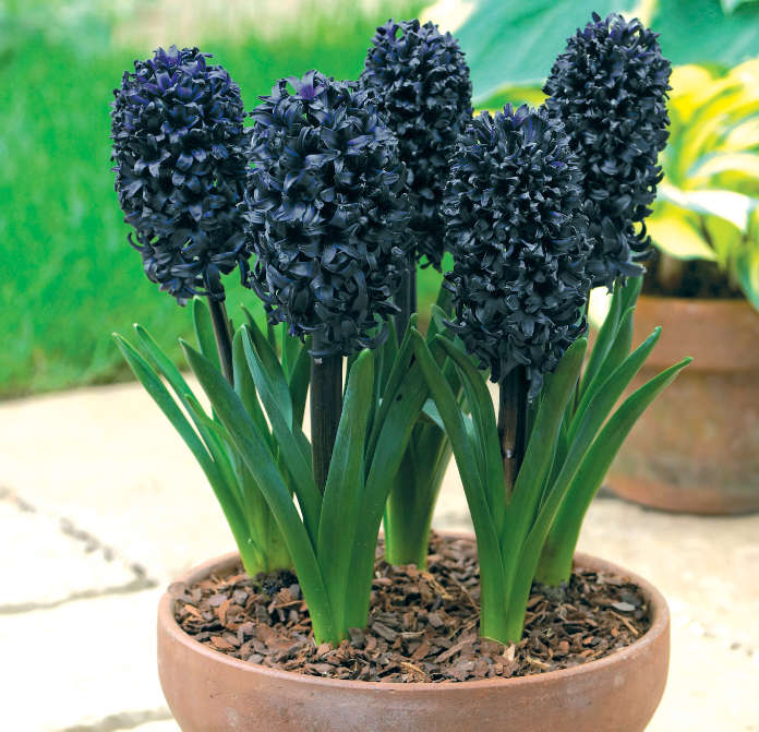 Black hyacinths add bulb drama (Thompson & Morgan/PA)