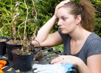 Don’t return home to dried-up plants (Thinkstock/PA)