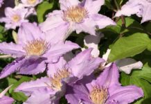 How to grow clematis
