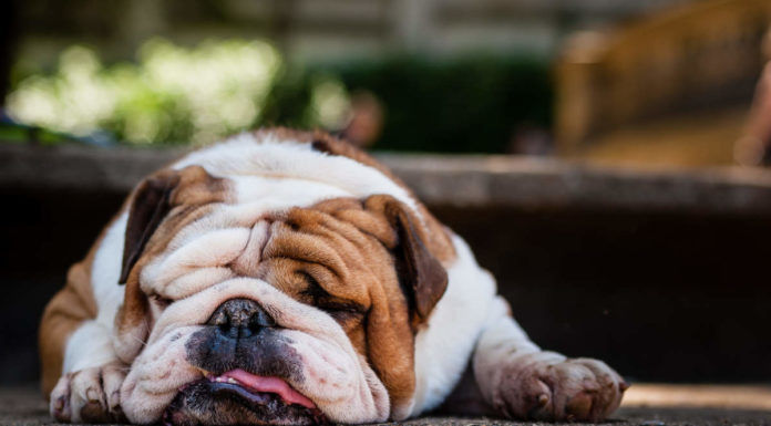 Generic photo of a dog being lazy (Thinkstock/PA)