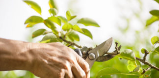 Tree pruning when to call in the experts Pruning of trees with secateurs in the garden
