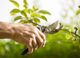 Tree pruning when to call in the experts Pruning of trees with secateurs in the garden