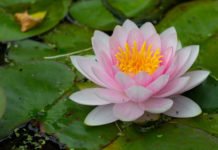 How to grow and care for water lilies